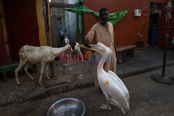 Pelikan atrakcją senegalskiego Saint-Louis