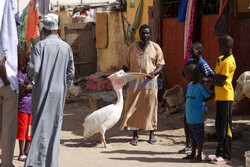 Pelikan atrakcją senegalskiego Saint-Louis