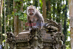 Rezerwat makaków na Bali