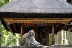 Rezerwat makaków na Bali