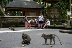 Rezerwat makaków na Bali