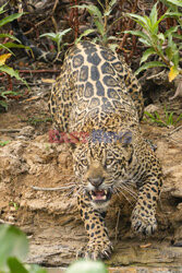 Jaguar i wydry