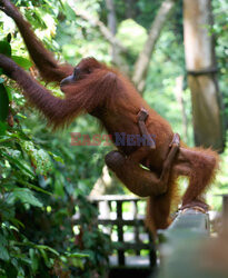 Mały orangutan