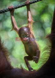 Mały orangutan