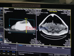 Żółw na tomografii komputerowej