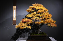 Bonsai i Ikebana - wystawa na 30-lecie Muzeum Manggha w Krakowie