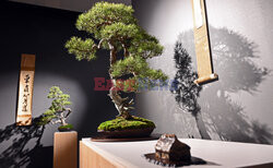 Bonsai i Ikebana - wystawa na 30-lecie Muzeum Manggha w Krakowie