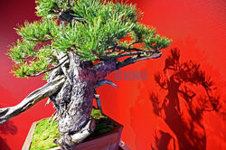 Bonsai i Ikebana - wystawa na 30-lecie Muzeum Manggha w Krakowie