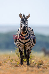 Zebra pokazuje język