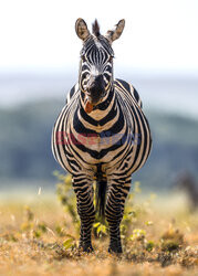 Zebra pokazuje język