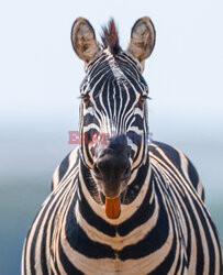 Zebra pokazuje język