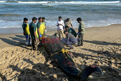 Martwy delfin butlonosy na plaży w Indiach