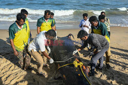 Martwy delfin butlonosy na plaży w Indiach