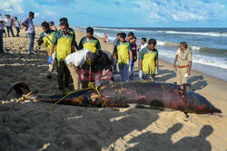 Martwy delfin butlonosy na plaży w Indiach