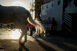 International Horse Show w Sewilli