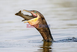 Kormoran połyka rybę