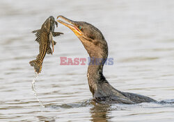 Kormoran połyka rybę