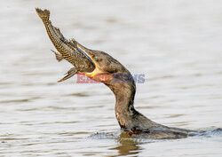 Kormoran połyka rybę