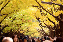 Żółte liście miłorzębów w parku Jingu-gaien w Tokio