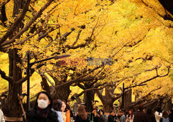 Żółte liście miłorzębów w parku Jingu-gaien w Tokio