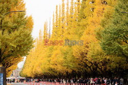 Żółte liście miłorzębów w parku Jingu-gaien w Tokio