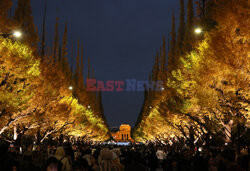 Żółte liście miłorzębów w parku Jingu-gaien w Tokio