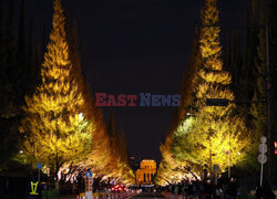 Żółte liście miłorzębów w parku Jingu-gaien w Tokio