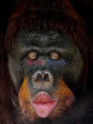 Mały orangutan robi miny