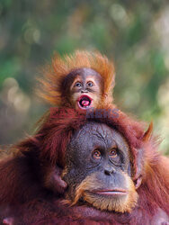 Mały orangutan robi miny