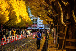 Żółte liście miłorzębów w parku Jingu-gaien w Tokio