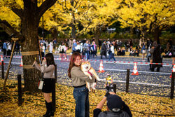 Żółte liście miłorzębów w parku Jingu-gaien w Tokio