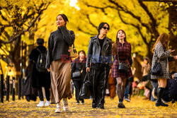 Żółte liście miłorzębów w parku Jingu-gaien w Tokio