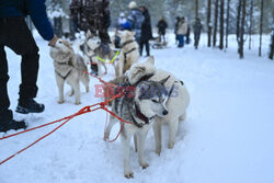 Husky wożą turystów na Syberii