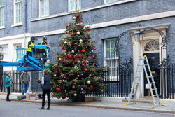 Choinka przy Downing Street 10