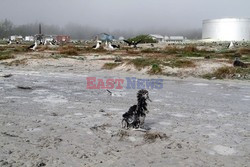 Trzęsienie ziemi i tsunami w Japonii