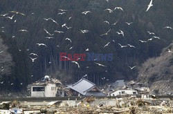 Trzęsienie ziemi i tsunami w Japonii