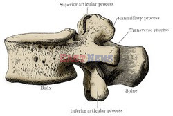 Anatomia 