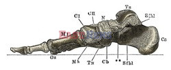 Anatomia 