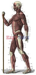 Anatomia 