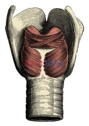 Anatomia 