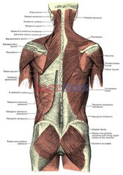 Anatomia 