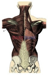 Anatomia 