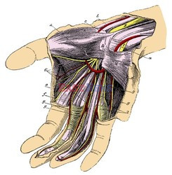 Anatomia 