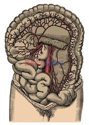 Anatomia 