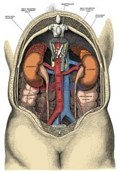 Anatomia 