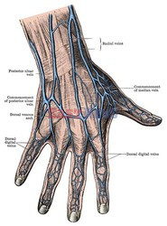 Anatomia 