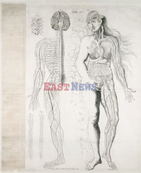 Anatomia 