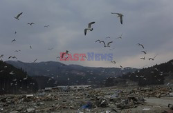 Trzęsienie ziemi i tsunami w Japonii