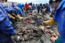 Trzęsienie ziemi i tsunami w Japonii