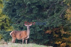 PIENINSKI PARK NARODOWY AdLa